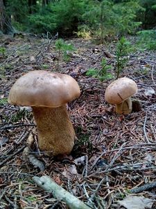 Klikni pro velký obrázek