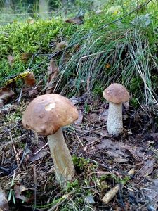 Klikni pro velký obrázek