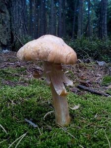 Klikni pro velký obrázek