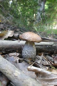 Klikni pro velký obrázek