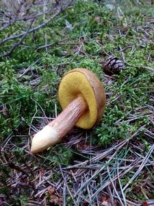 Klikni pro velký obrázek