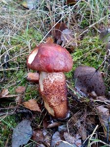 Klikni pro velký obrázek