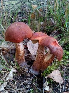 Klikni pro velký obrázek