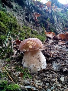 Klikni pro velký obrázek