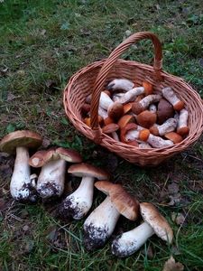 Klikni pro velký obrázek