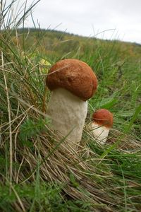 Klikni pro velký obrázek