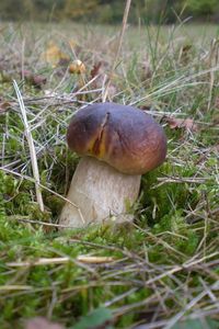 Klikni pro velký obrázek