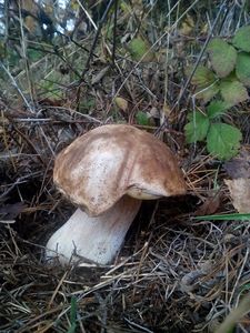 Klikni pro velký obrázek