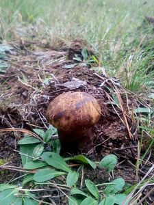 Klikni pro velký obrázek