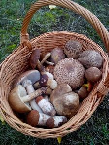 Klikni pro velký obrázek