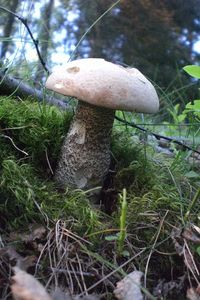 Klikni pro velký obrázek