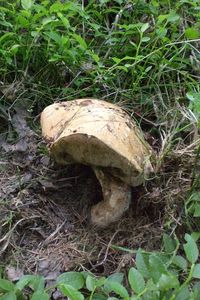 Klikni pro velký obrázek