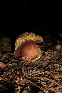 Klikni pro velký obrázek