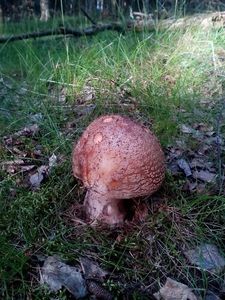 Klikni pro velký obrázek