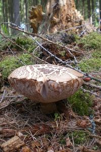 Klikni pro velký obrázek