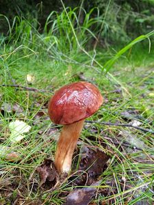 Klikni pro velký obrázek