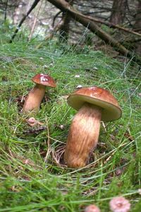 Klikni pro velký obrázek