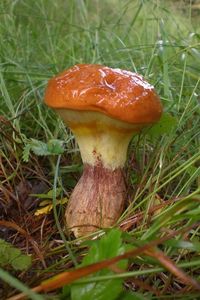 Klikni pro velký obrázek