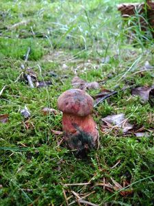 Klikni pro velký obrázek