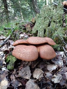 Klikni pro velký obrázek