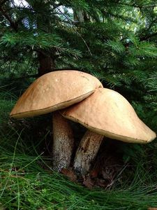 Klikni pro velký obrázek