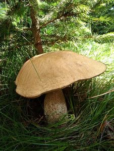 Klikni pro velký obrázek