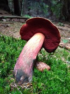 Klikni pro velký obrázek