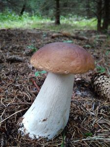 Klikni pro velký obrázek