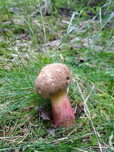 Klikni pro velký obrázek