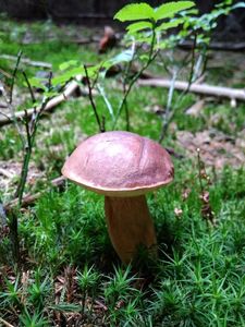 Klikni pro velký obrázek