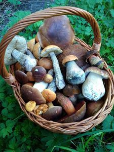 Klikni pro velký obrázek