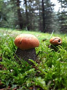 Klikni pro velký obrázek