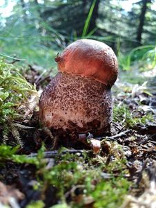 Klikni pro velký obrázek