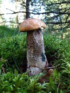 Klikni pro velký obrázek