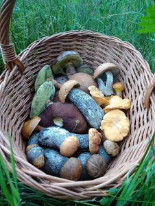 Klikni pro velký obrázek