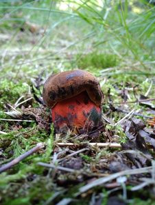 Klikni pro velký obrázek