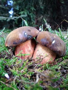 Klikni pro velký obrázek