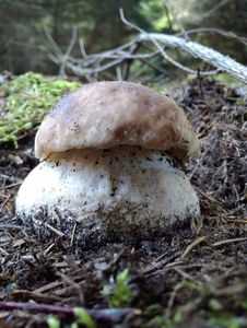 Klikni pro velký obrázek