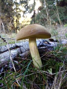 Klikni pro velký obrázek