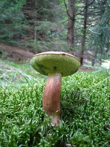 Klikni pro velký obrázek