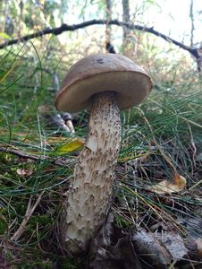 Klikni pro velký obrázek