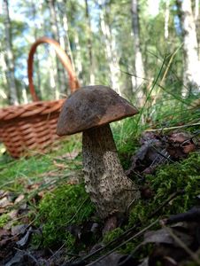 Klikni pro velký obrázek