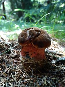 Klikni pro velký obrázek