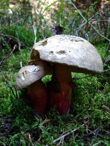 Klikni pro velký obrázek