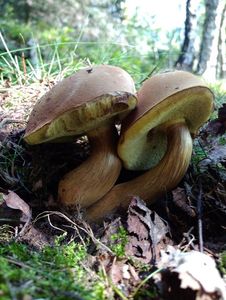 Klikni pro velký obrázek