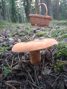 Klikni pro velký obrázek