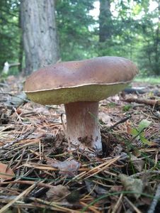 Klikni pro velký obrázek