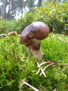 Klikni pro velký obrázek