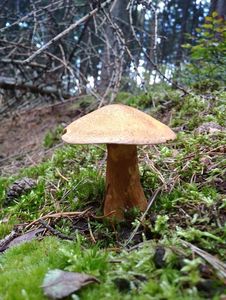 Klikni pro velký obrázek