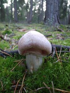 Klikni pro velký obrázek